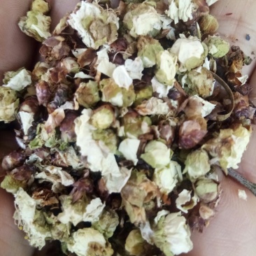 白梅花无硫无添加干品花茶类一斤起包邮