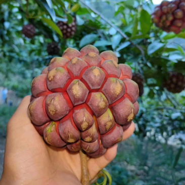 布福娜