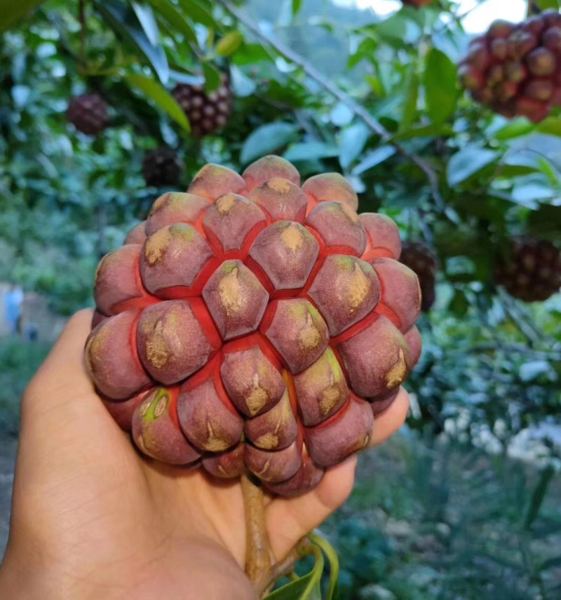 布福娜