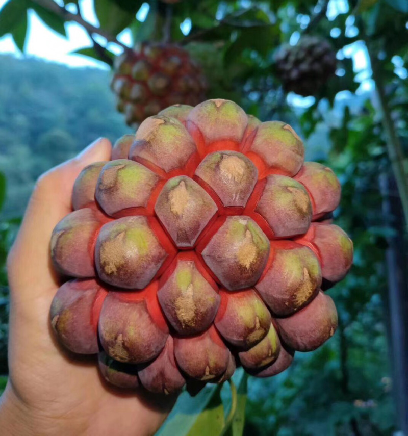 布福娜