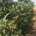 蜜桃映霜红