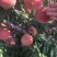 蜜桃映霜红