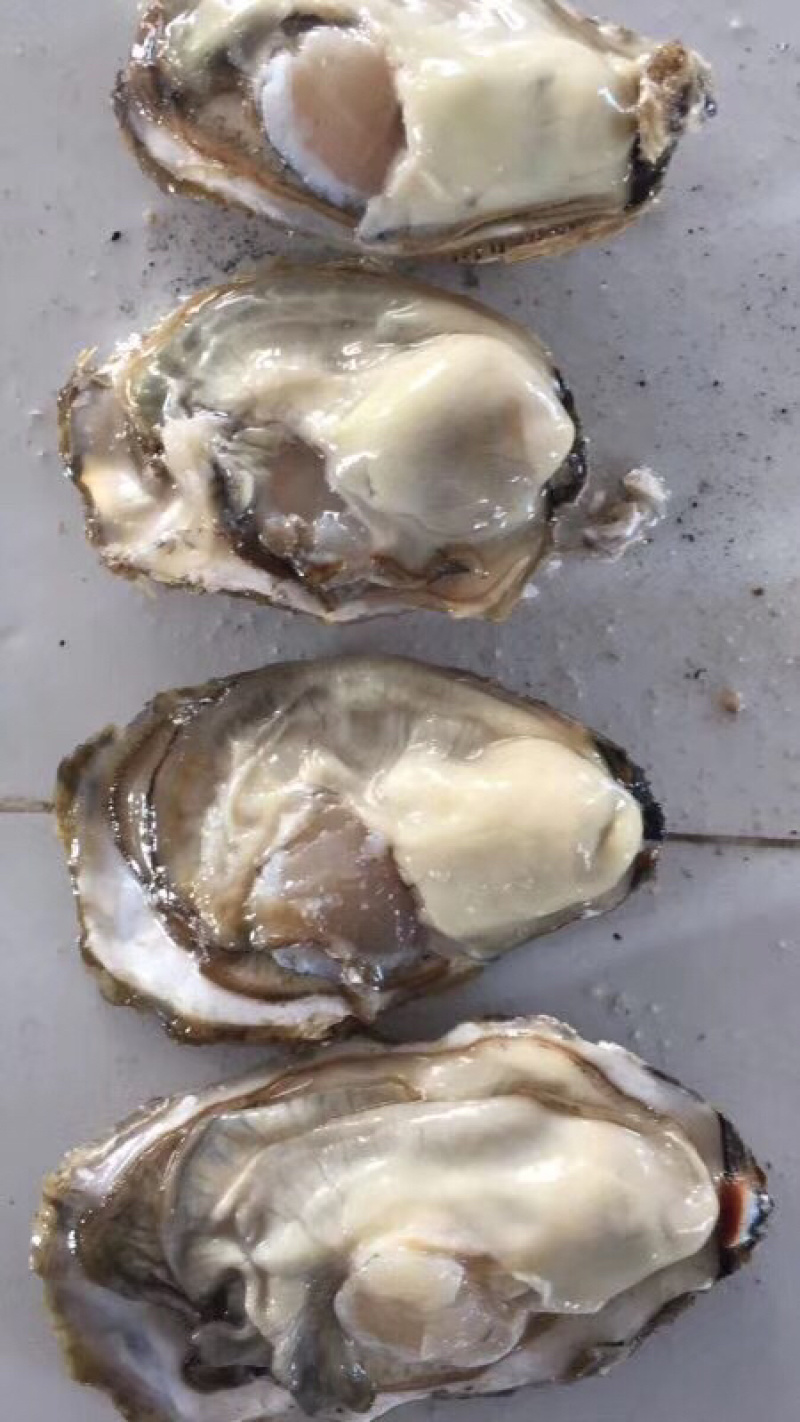 鲜活乳山三倍体生蚝一到二两厂家大量供应