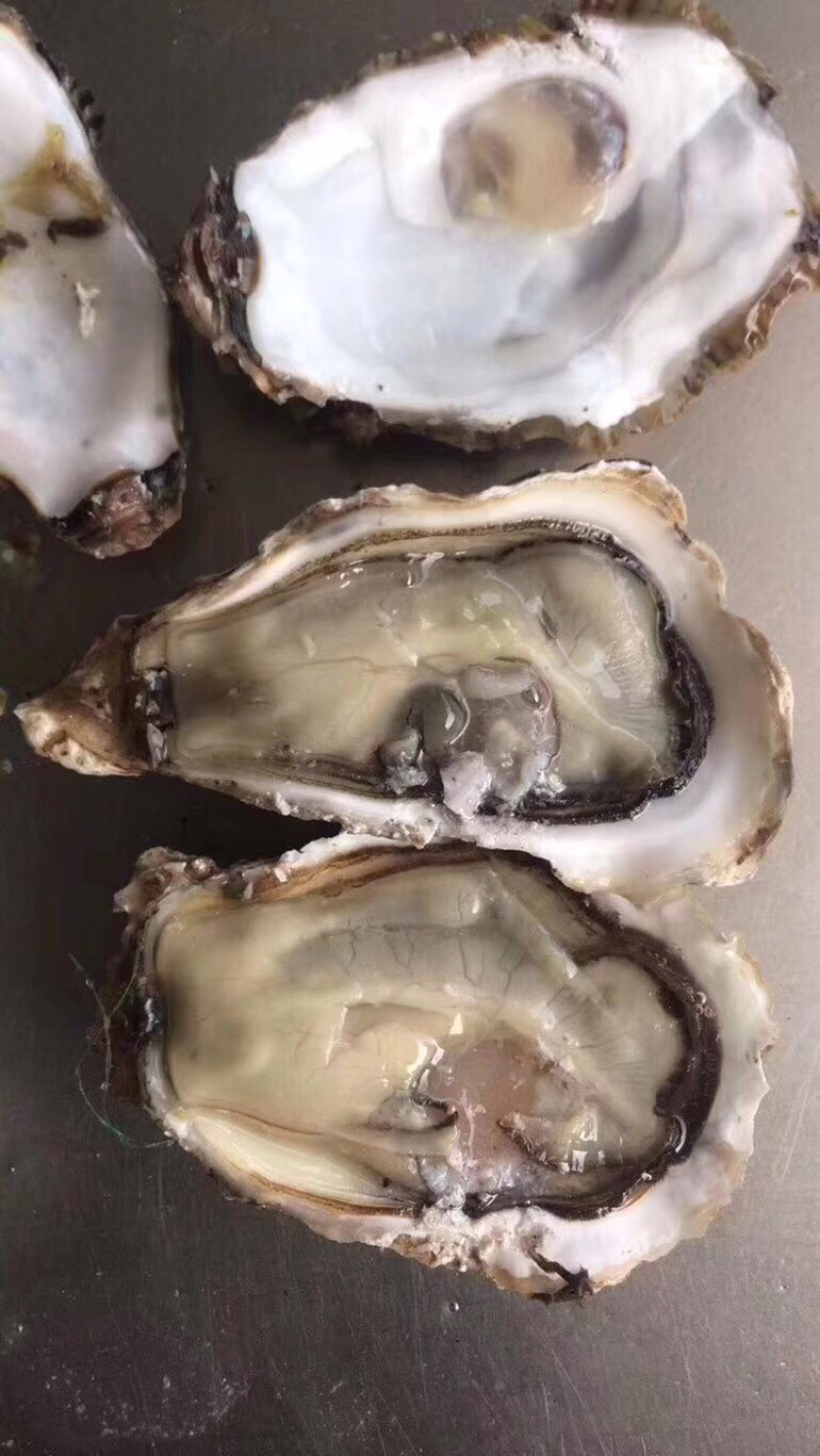 鲜活乳山三倍体生蚝一到二两厂家大量供应