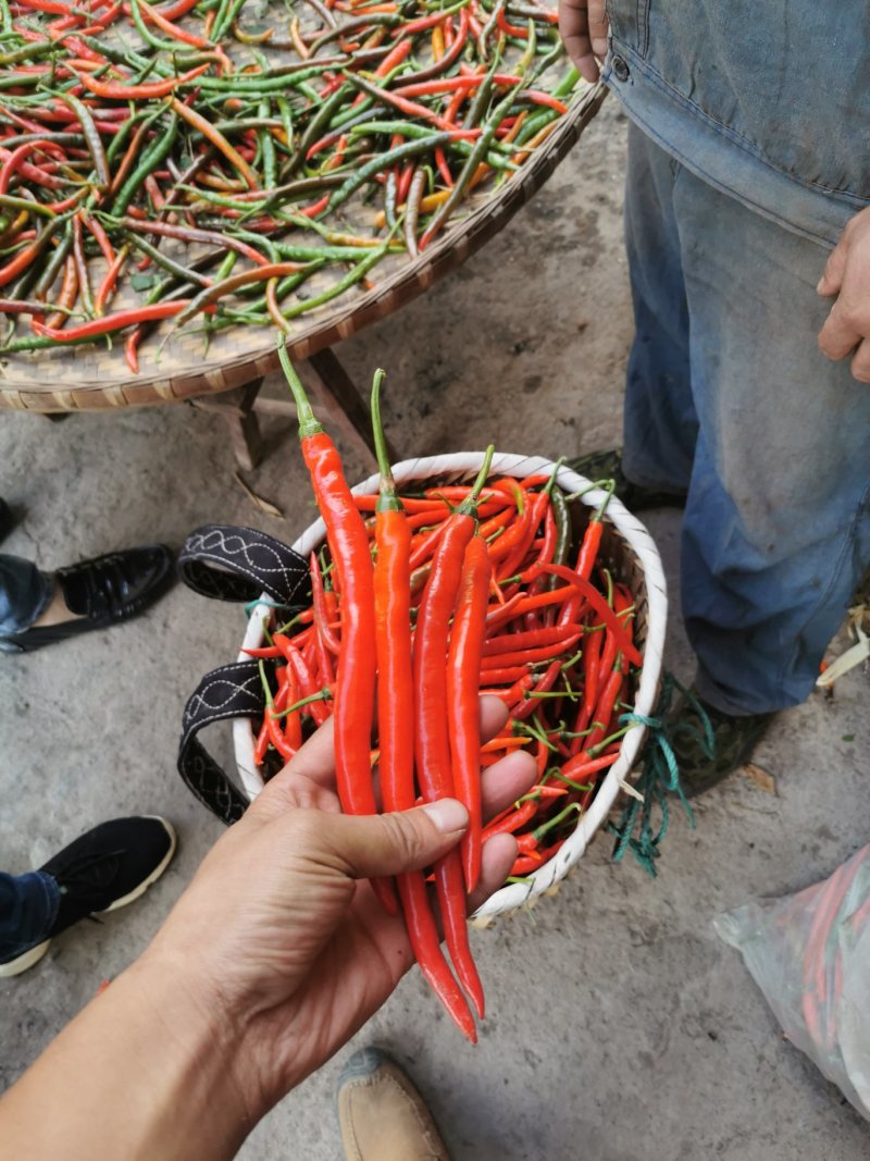 红辣椒