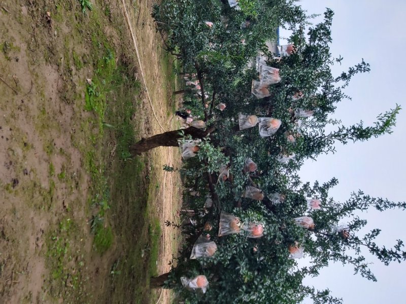 陕西西安精品果石榴树独杆丛生各种大小规格