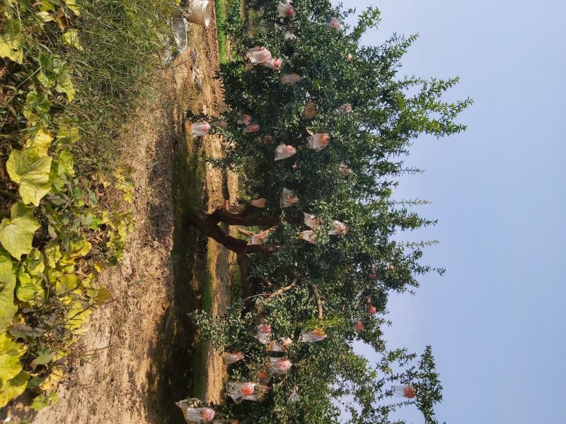 陕西西安精品果石榴树独杆丛生各种大小规格