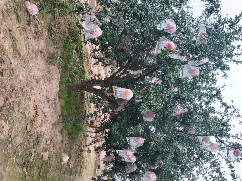 陕西西安精品果石榴树独杆丛生各种大小规格