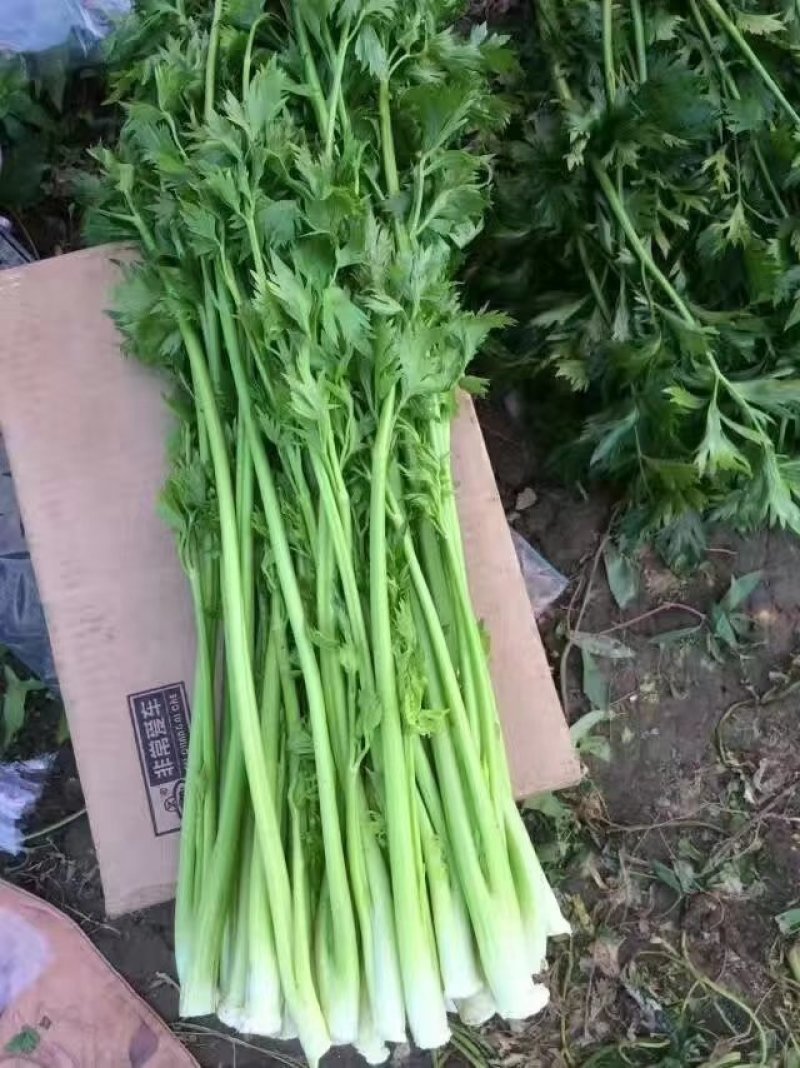 正宗章丘鲍芹批发，自产自销，质量好价格低。