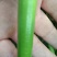 正宗章丘鲍芹批发，自产自销，质量好价格低。