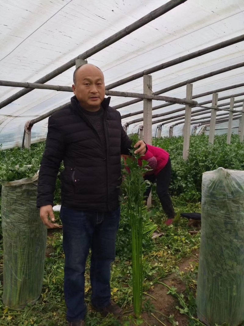正宗章丘鲍芹批发，自产自销，质量好价格低。
