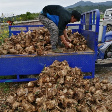 麻竹苗竹兜苗甜竹苗竹头苗产地直销亩产2吨成活率高