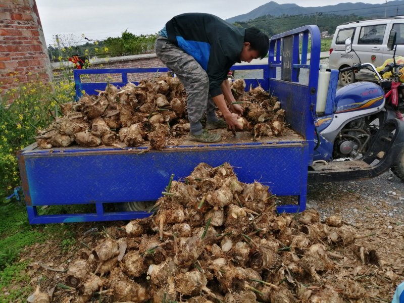 麻竹苗竹兜苗甜竹苗竹头苗产地直销亩产2吨成活率高