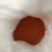 野生海金沙