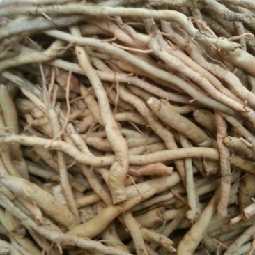 黄花菜根,道地药材直供,质优价实,品质保证,药典标准