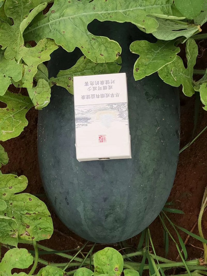 北海黑美人上市中