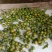 野菊花蕾