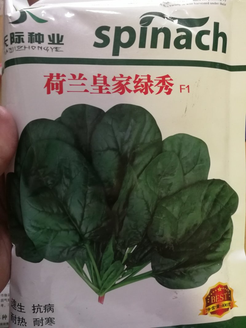 【精选】进口荷兰皇家绿秀大圆叶抗病好耐低温品质好产量高