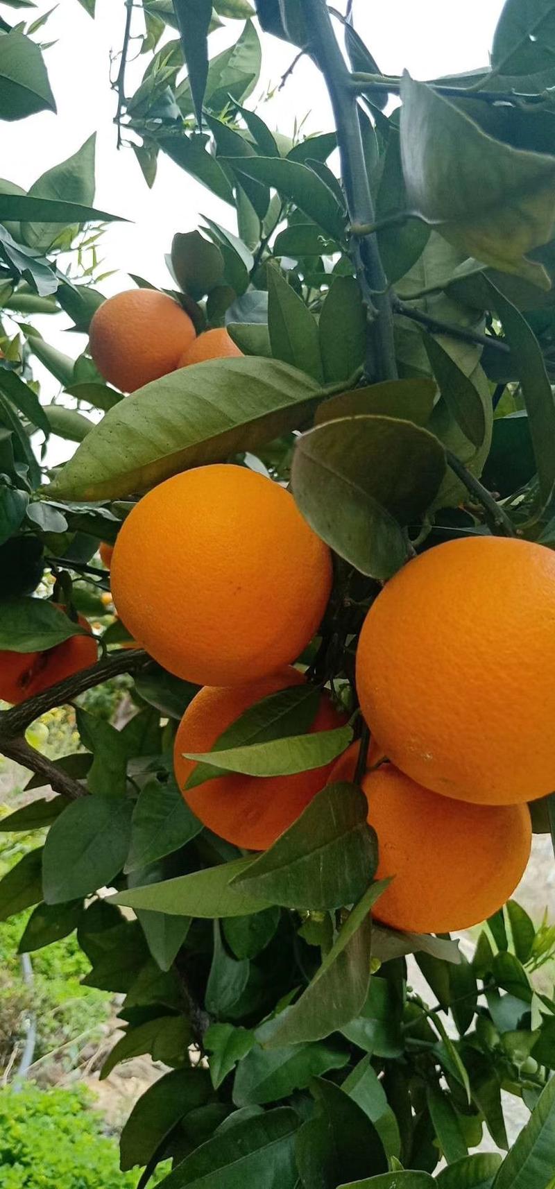 【荐】纽荷尔脐橙，果园采摘直发，果面干净，个大口感甜