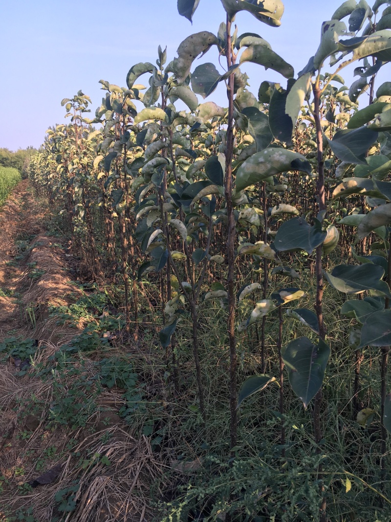 出售一年生黄冠梨树苗，大量供应，价格实惠