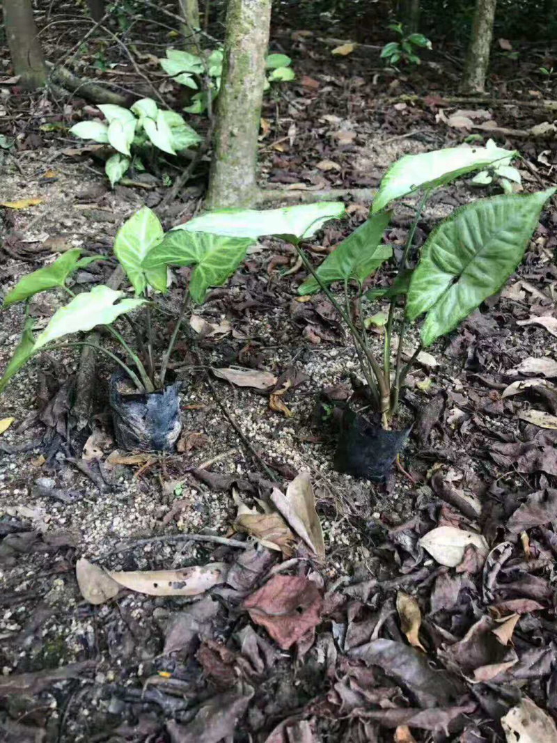 白蝴蝶