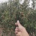 大量供应沾化精品冬枣，原产地直发