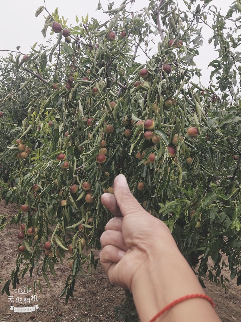 大量供应沾化精品冬枣，原产地直发
