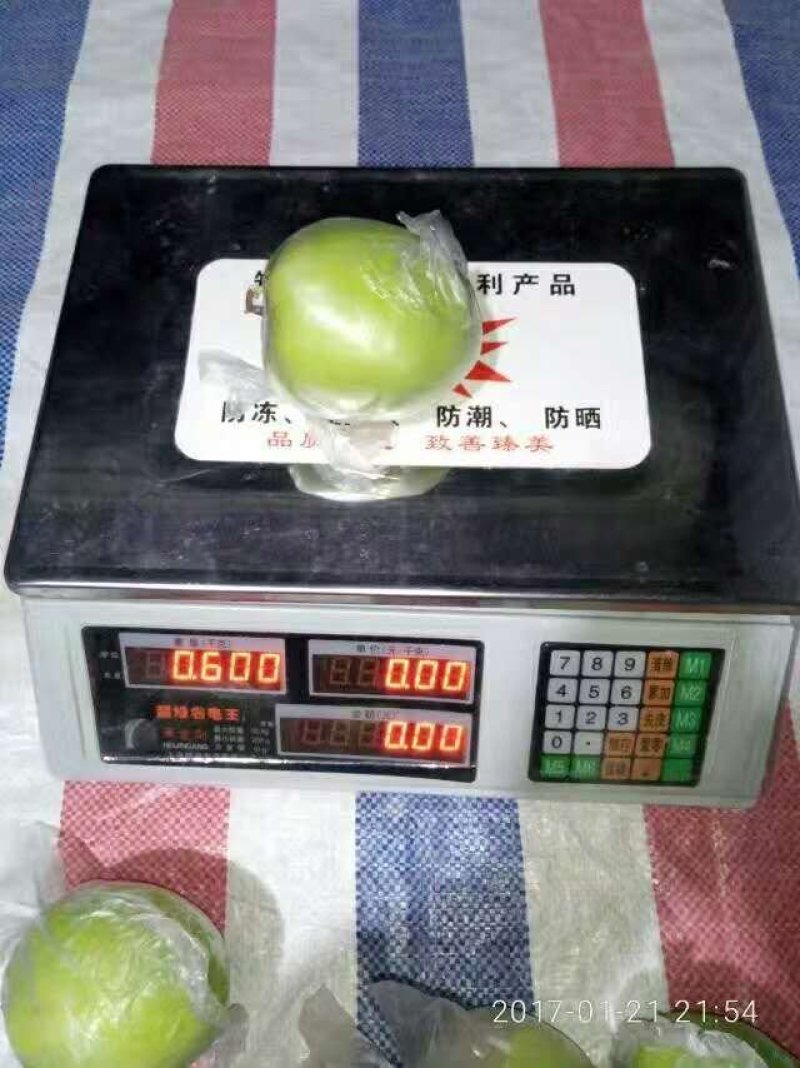 台湾大青枣嫁接苗，第二年挂果，产量高，果子脆甜