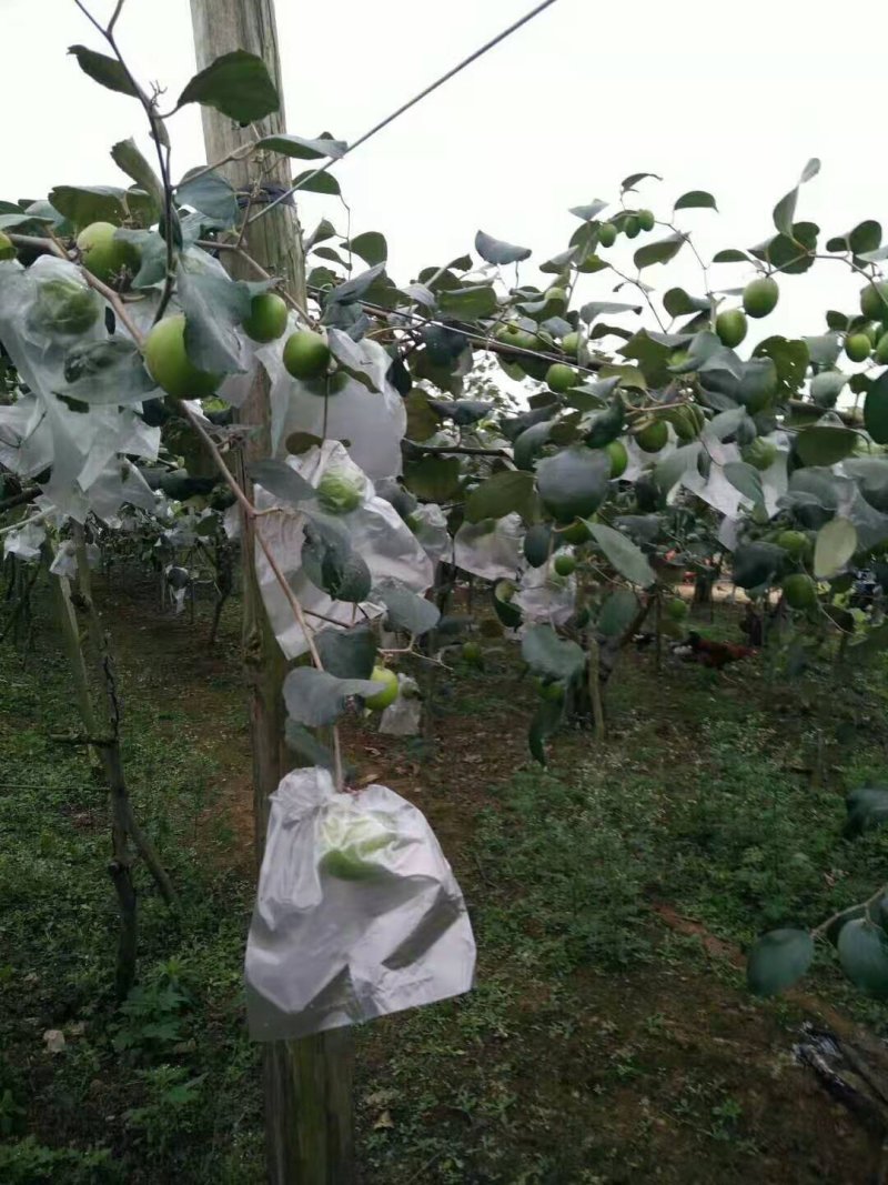 台湾大青枣嫁接苗，第二年挂果，产量高，果子脆甜
