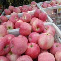 甘肃天水特产，红富士，花牛苹果🍎