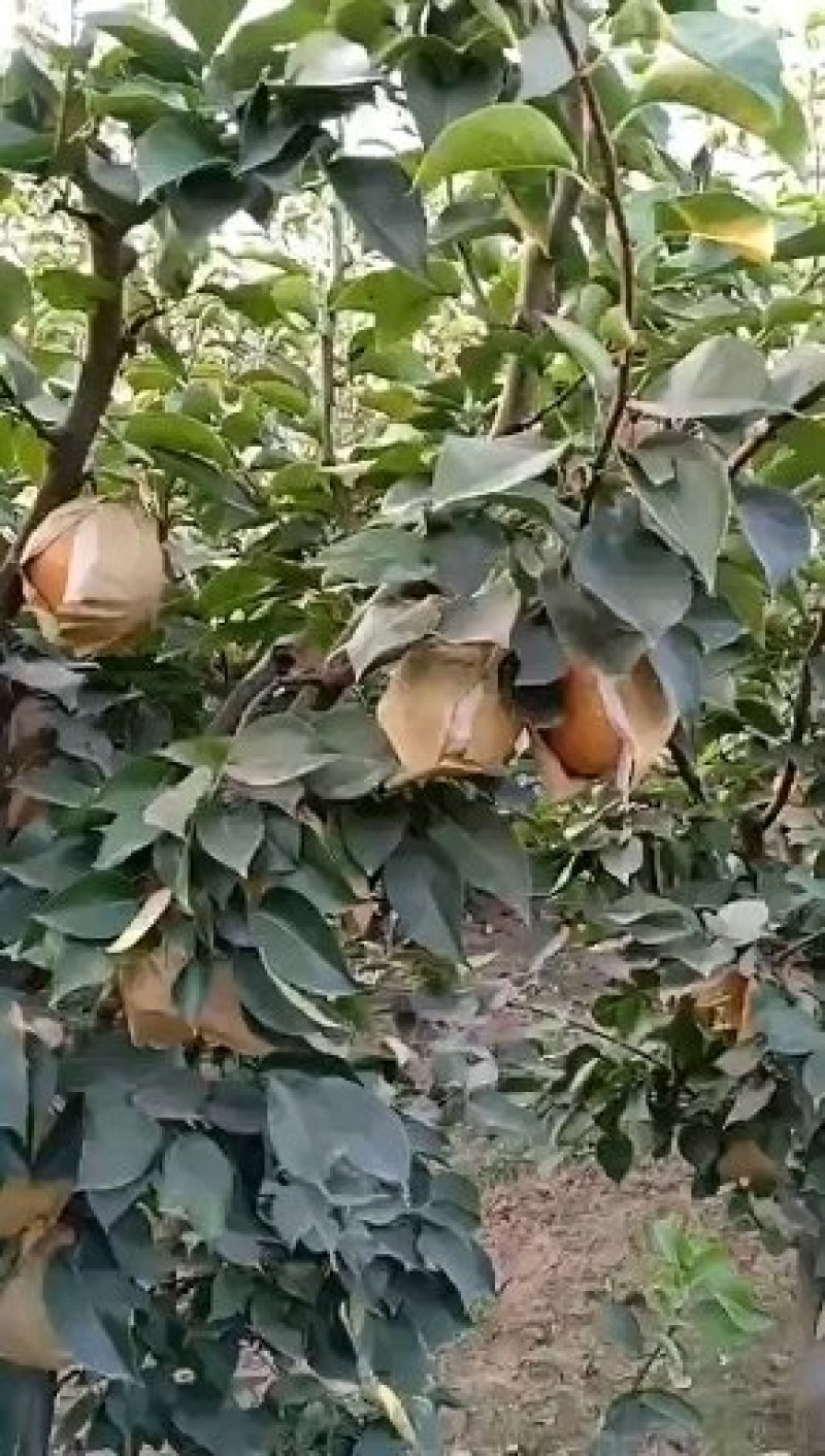 晚秋黄梨