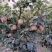晚秋黄梨