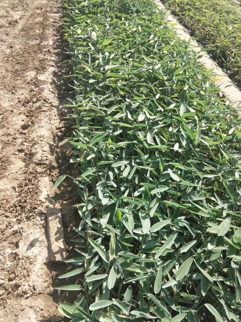 再力花水生植物基地直供欢迎选购