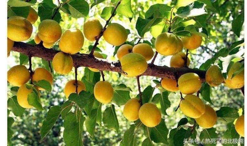 新疆风味
