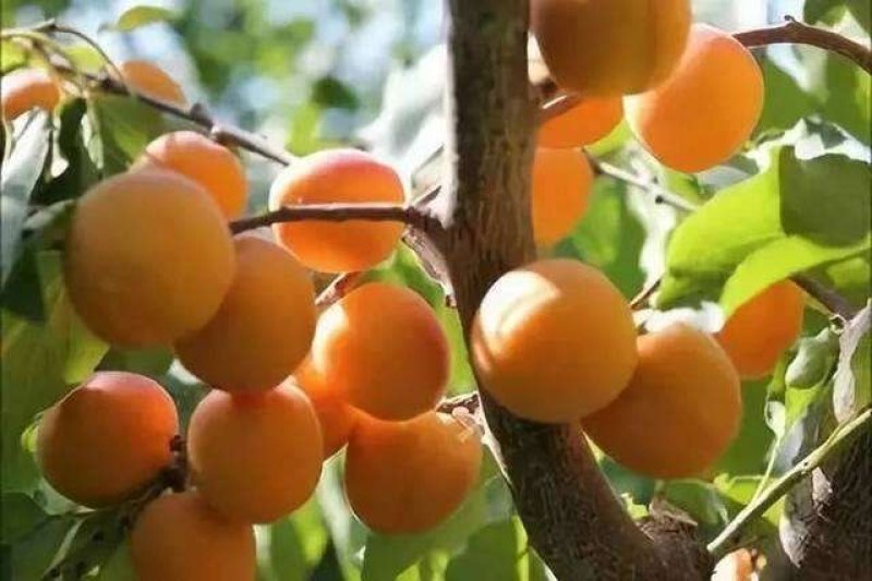 新疆风味