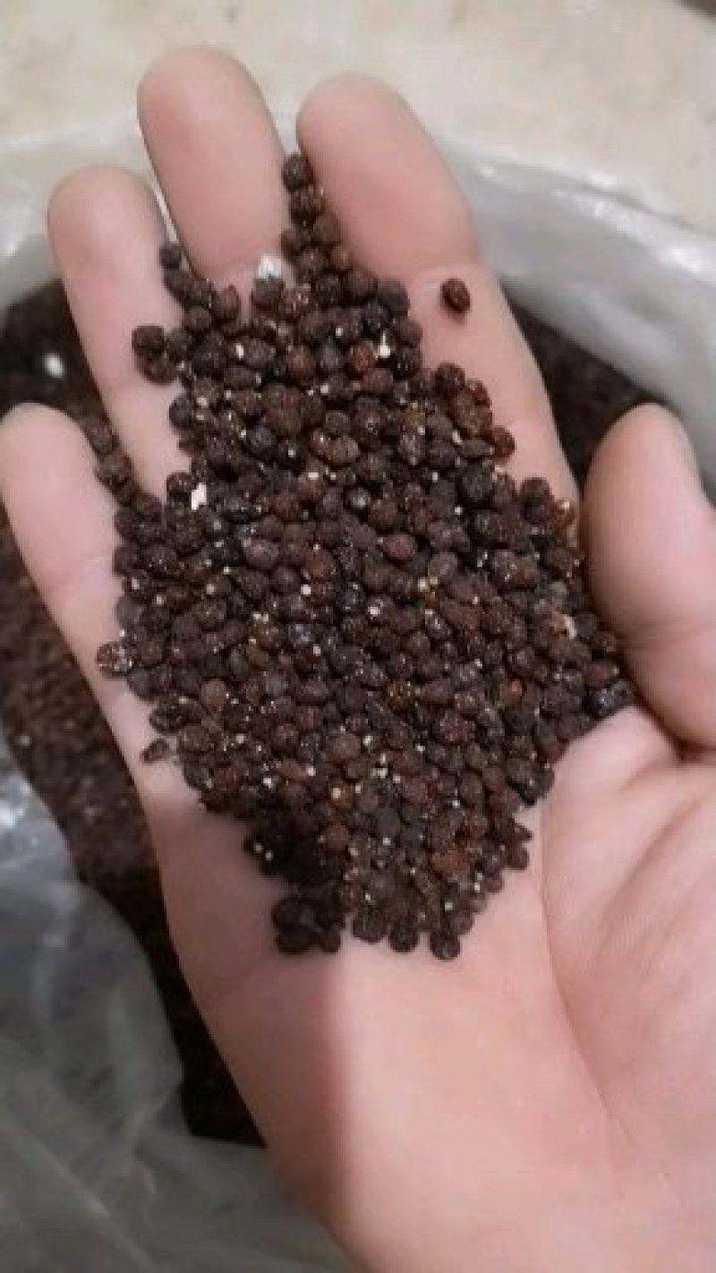 蓝花鸢尾种子产地供应蝴蝶兰种子新货保出芽率
