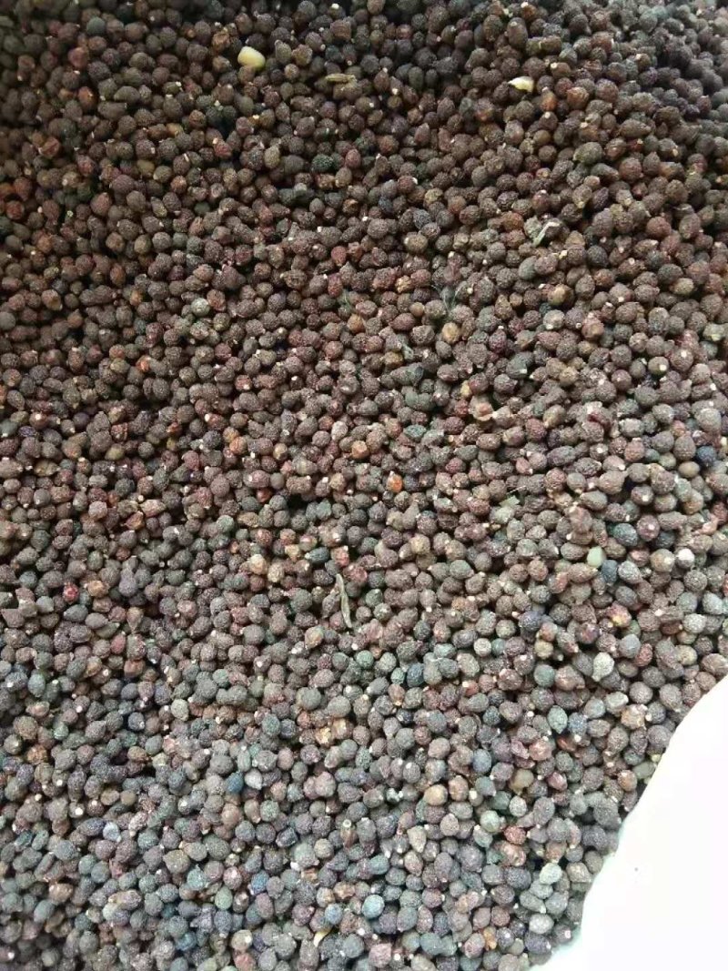 蓝花鸢尾种子产地供应蝴蝶兰种子新货保出芽率