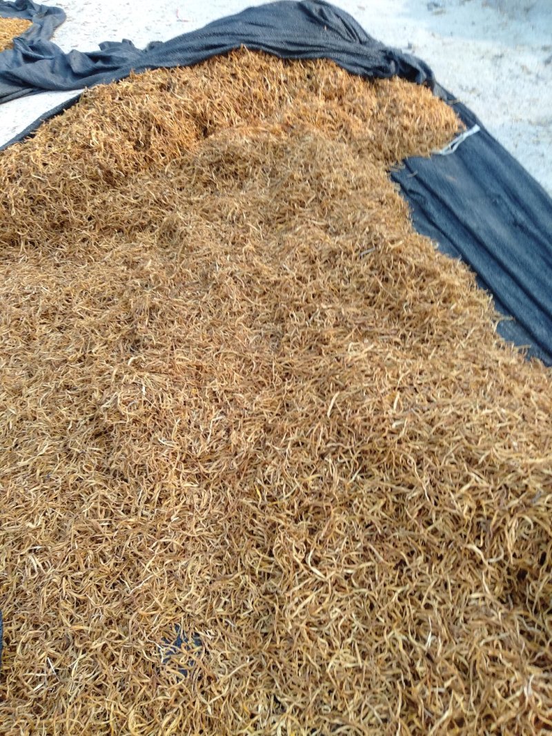 大量推出特价黄花，量大从优。