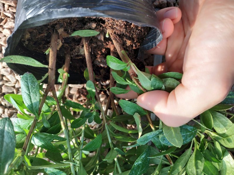 16杯五颗组杨梅红小桃红杜鹃花种植户直销一手货源供应充足
