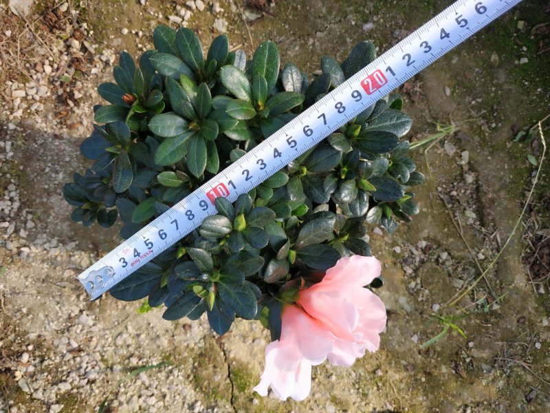 16杯五颗组杨梅红小桃红杜鹃花种植户直销一手货源供应充足