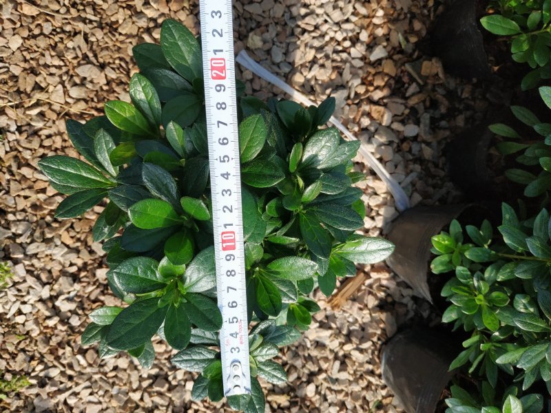 16杯五颗组杨梅红小桃红杜鹃花种植户直销一手货源供应充足