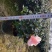 16杯五颗组杨梅红小桃红杜鹃花种植户直销一手货源供应充足