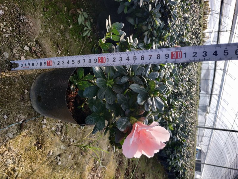 16杯五颗组杨梅红小桃红杜鹃花种植户直销一手货源供应充足