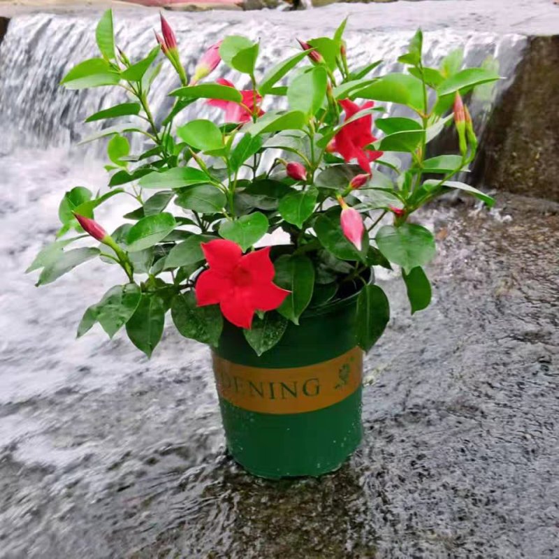 飘香藤攀爬腾类植物耐阴花卉盆栽双喜藤文藤盆景庭院爬藤植物