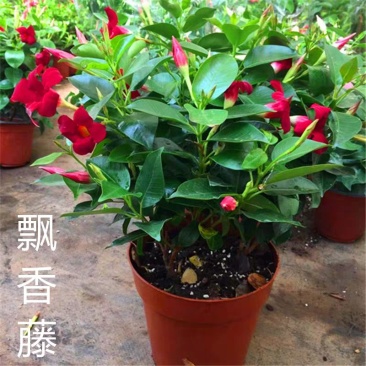 飘香藤攀爬腾类植物耐阴花卉盆栽双喜藤文藤盆景庭院爬藤植物