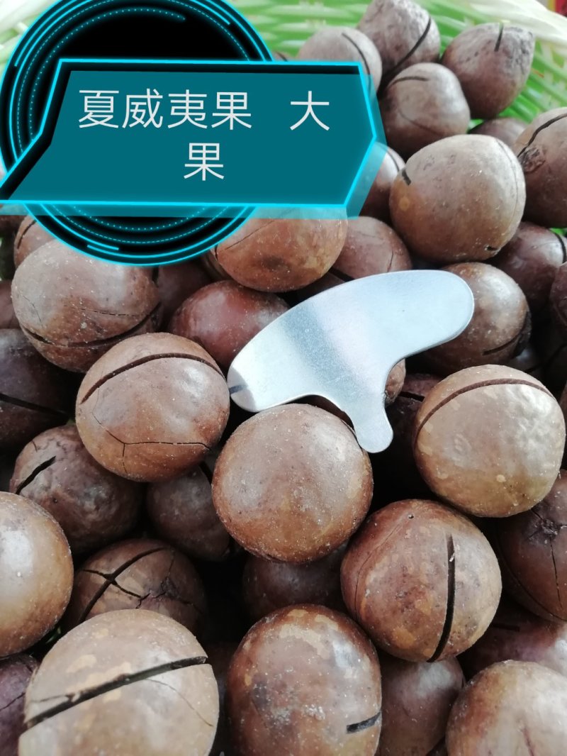 夏威夷果，精选优质大颗粒，无坏果，2斤起/包邮