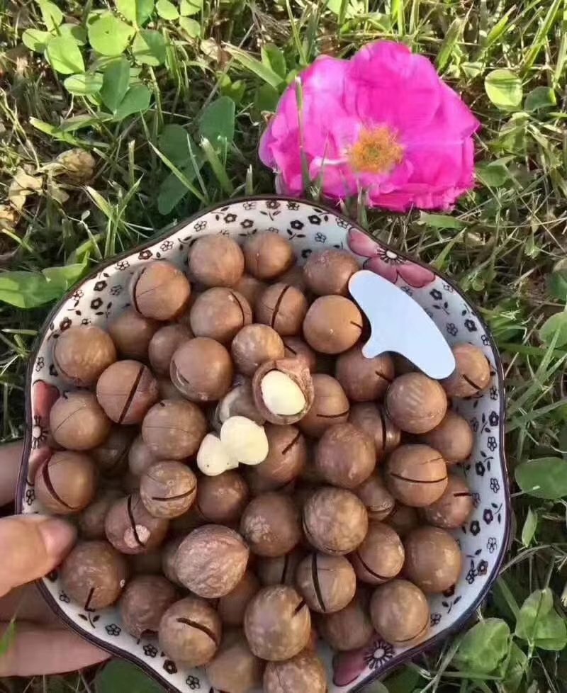 夏威夷果，精选优质大颗粒，无坏果，2斤起/包邮