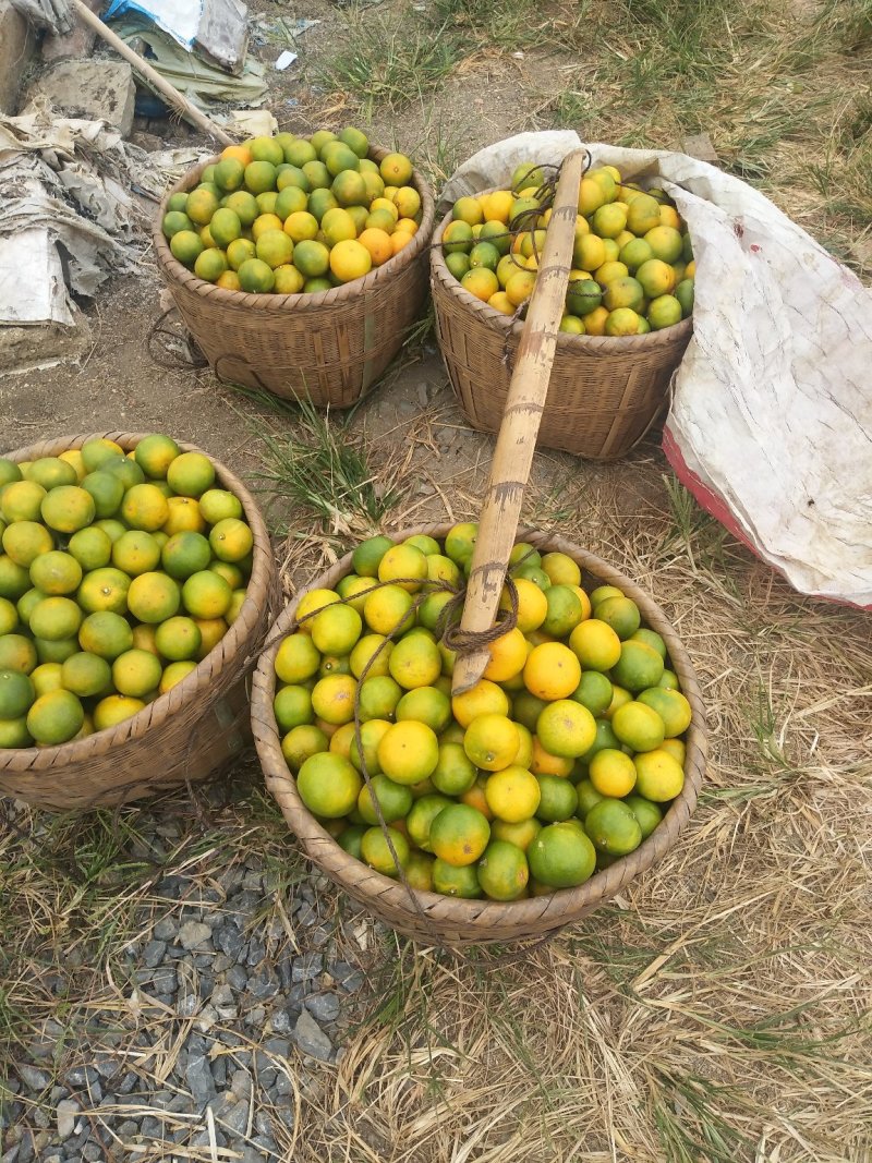 东江湖蜜桔