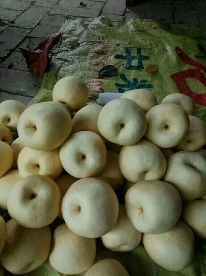 酥梨！陕西酥梨！皮薄！糖高！口感纯正！货源充实！可通过一