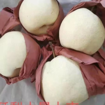 酥梨！陕西酥梨！皮薄！糖高！口感纯正！货源充实！可通过一